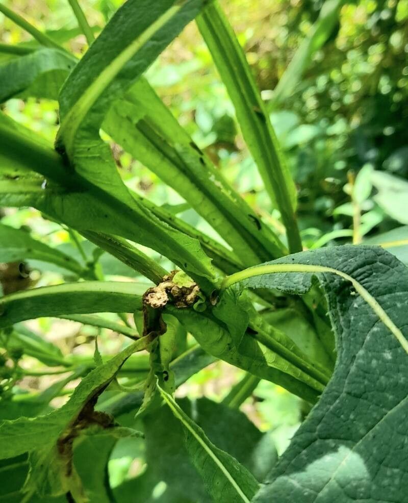 Verbesina macrophylla bark