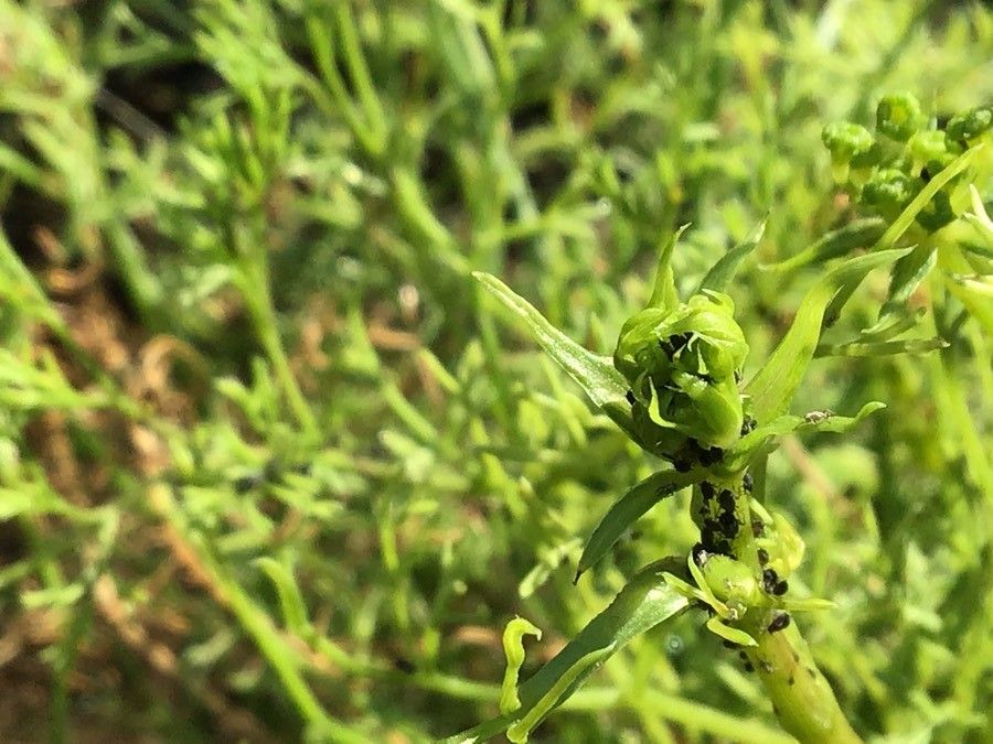 Ferulago ternatifolia other