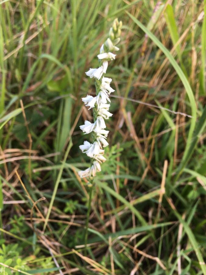 Spiranthes lacera flower