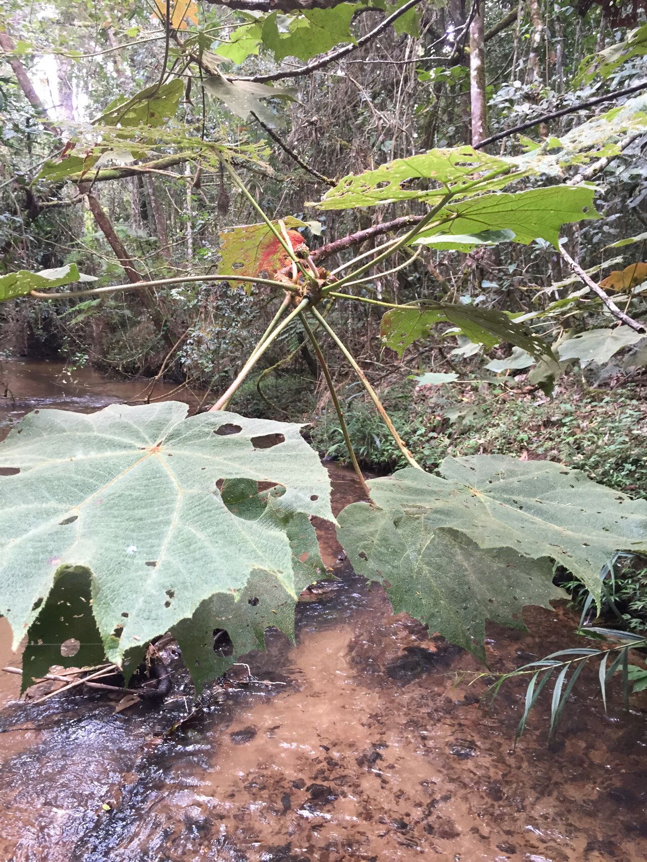 Dombeya biumbellata — houseplant care guide