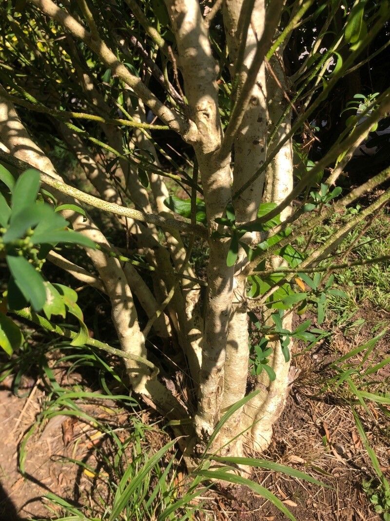 Philotheca myoporoides bark