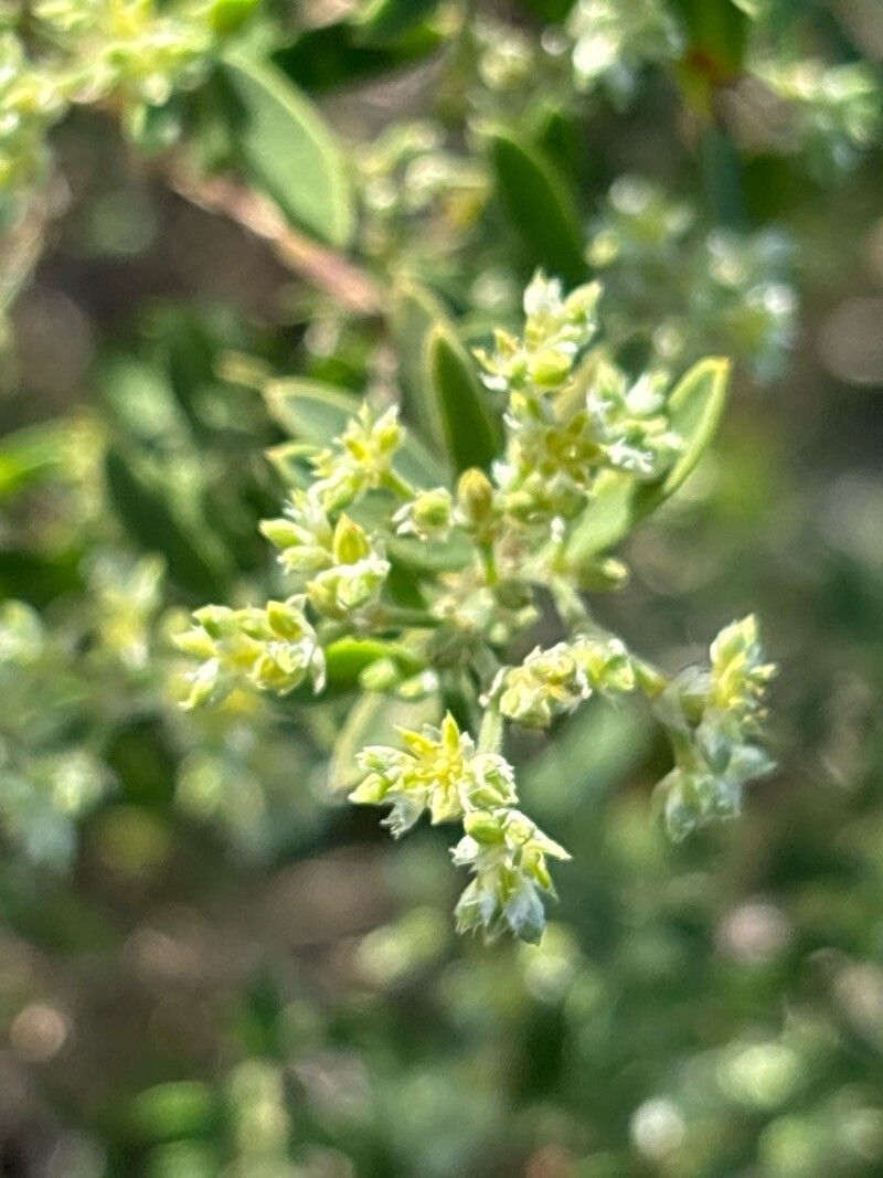 Paronychia canariensis flower