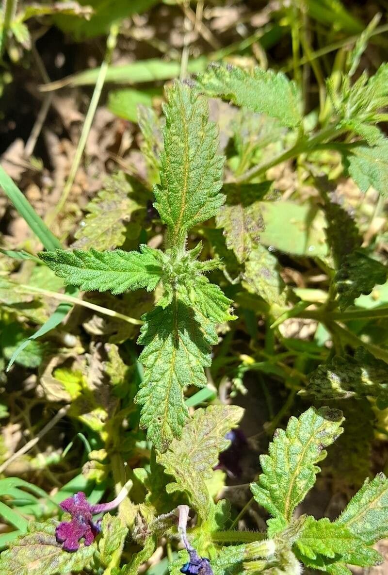 Glandularia scrobiculata — search result for 'Glandularia'