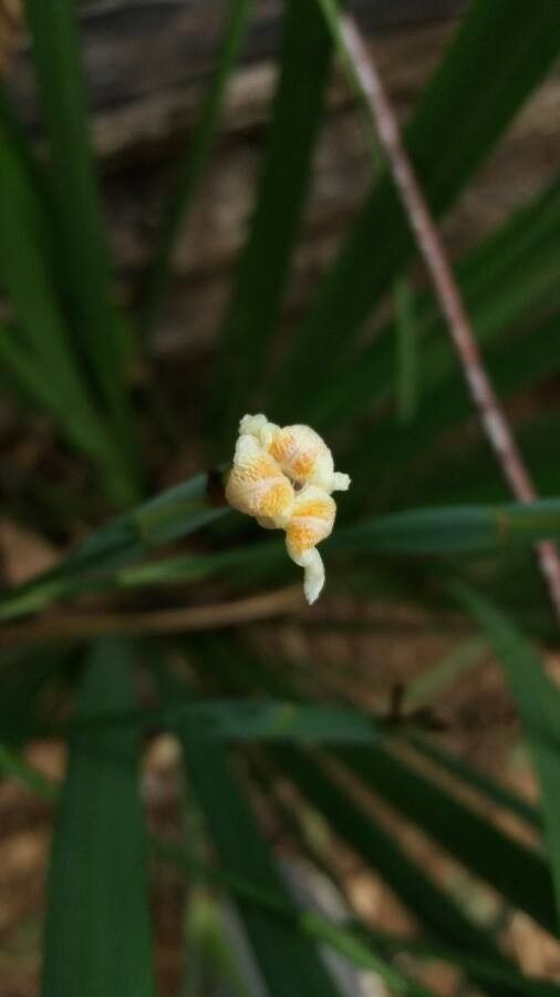 Camaridium neglectum flower