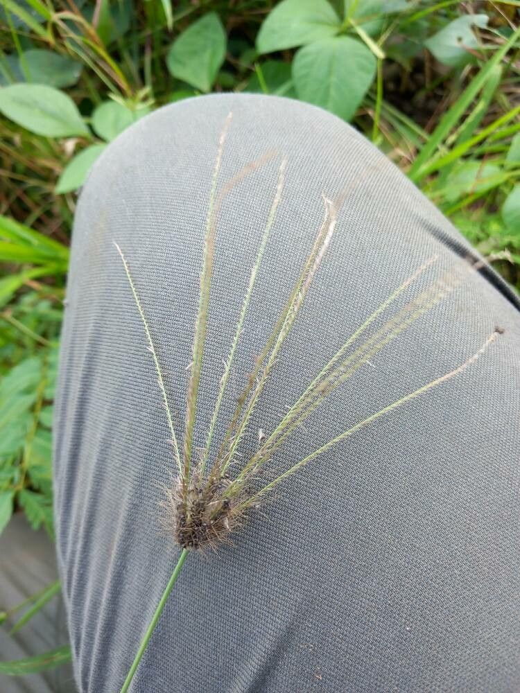 Ischaemum latifolium flower