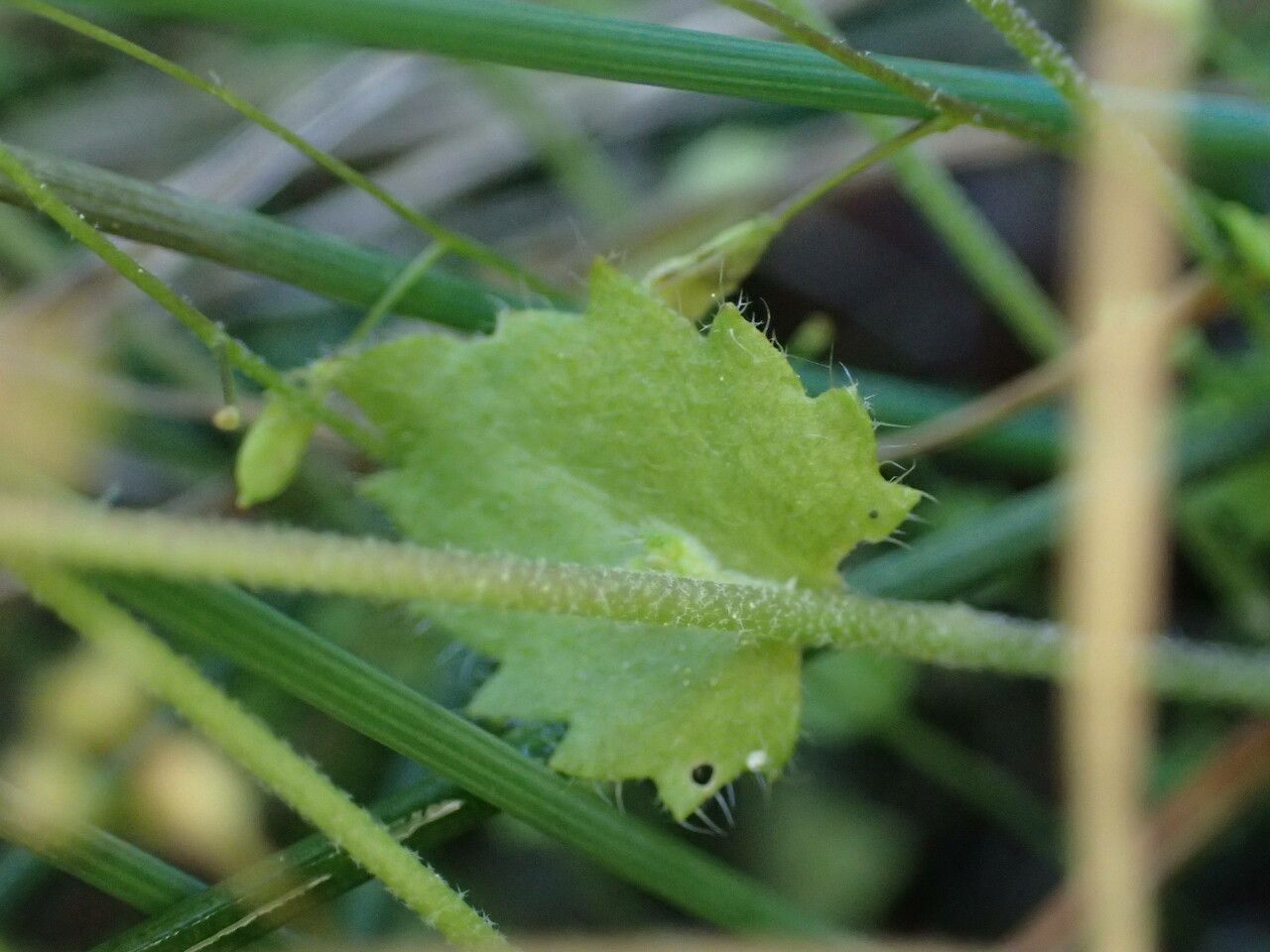 Draba muralis leaf