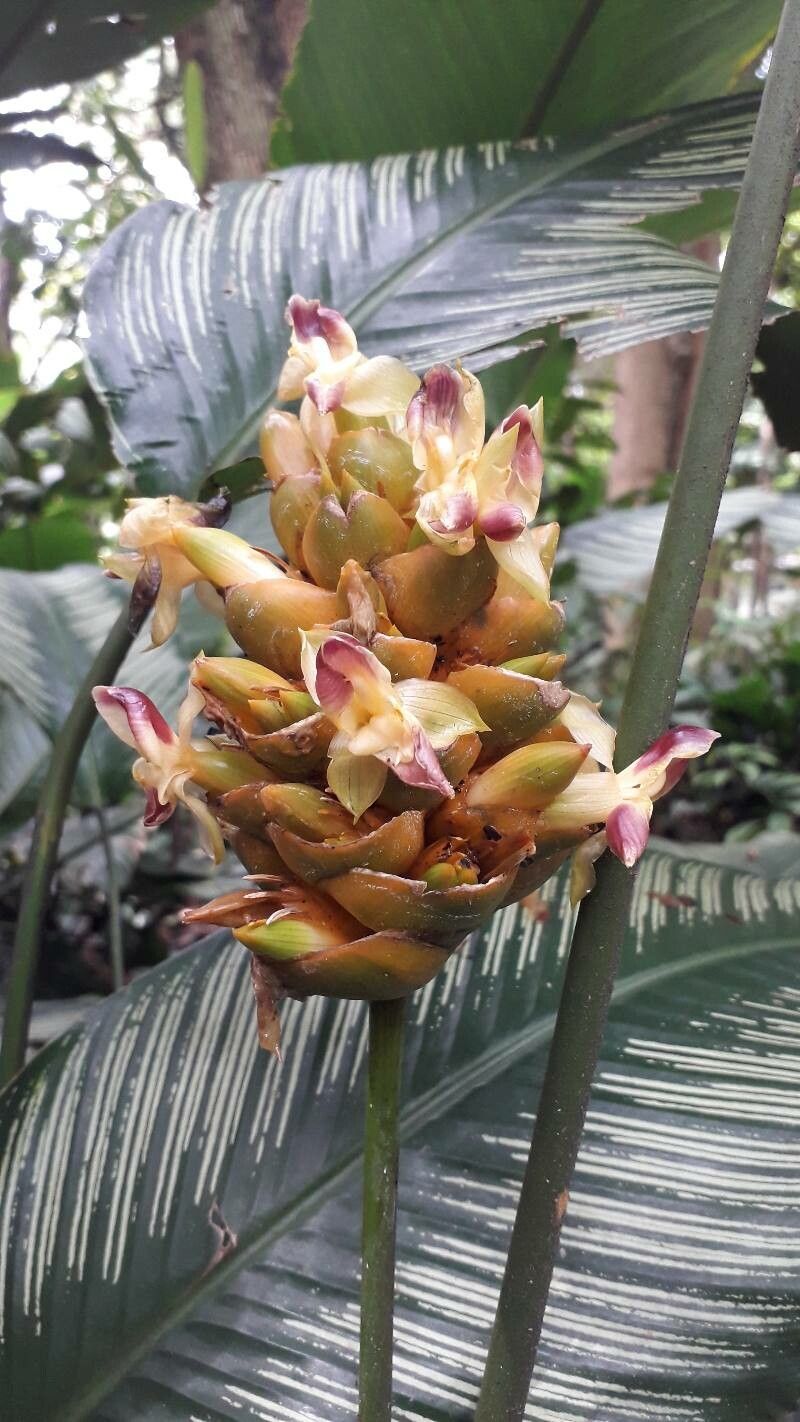 Calathea ornata flower