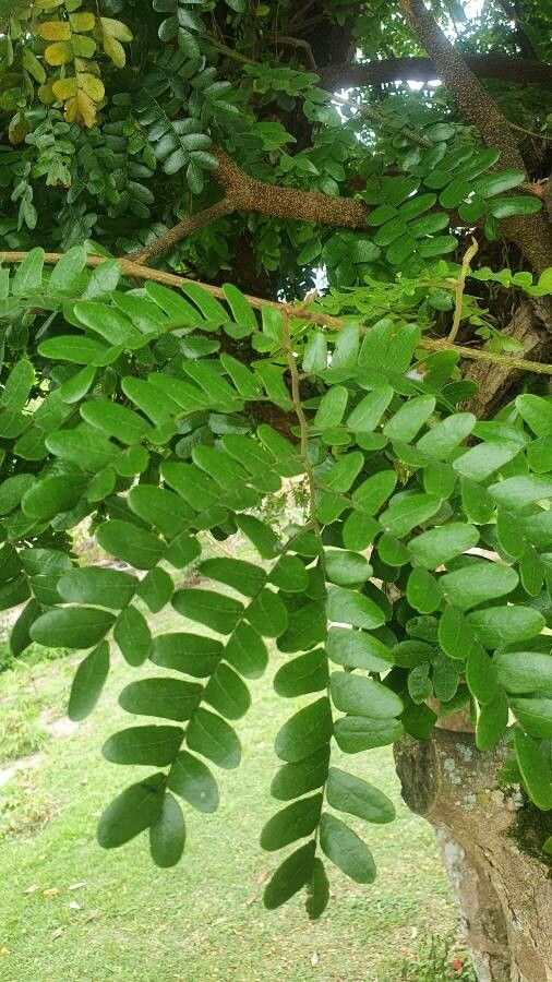 Caesalpinia echinata — unique fruits houseplant