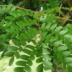 Caesalpinia echinata