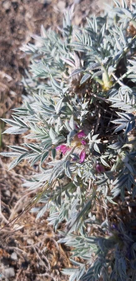 Onobrychis echidna — search result for 'Onobrychis'