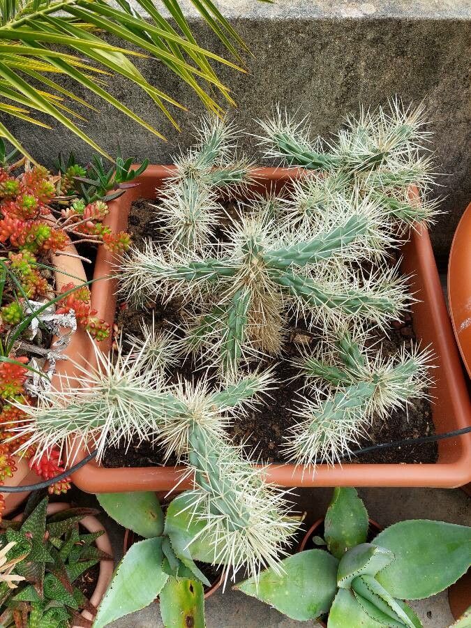 Cylindropuntia rosea leaf