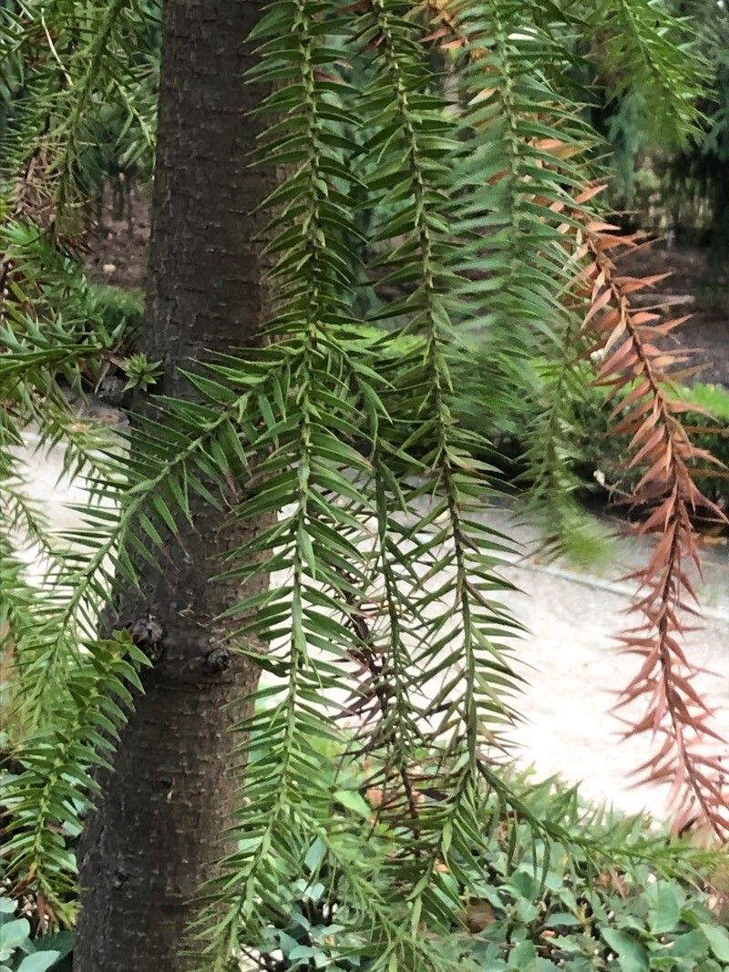 Araucaria angustifolia