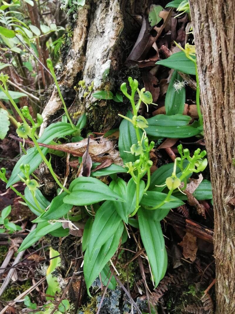 Liparis punctilabris — houseplant care guide