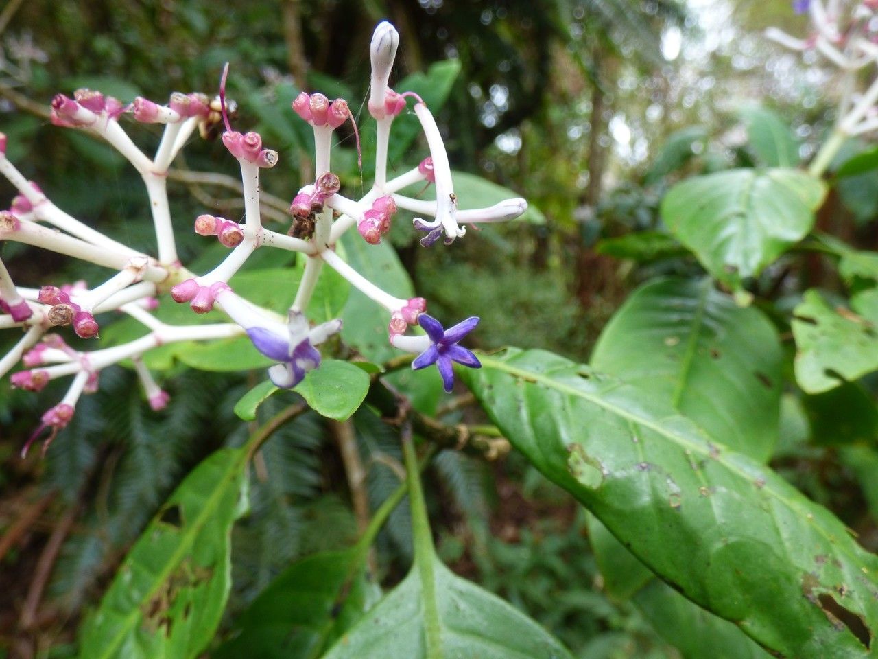 Chassalia corallioides flower