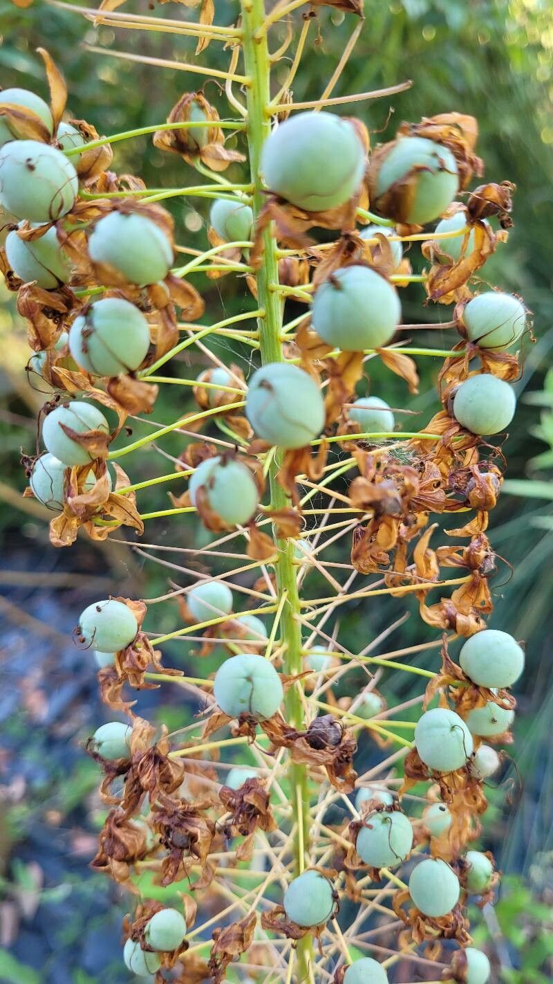 Eremurus robustus fruit