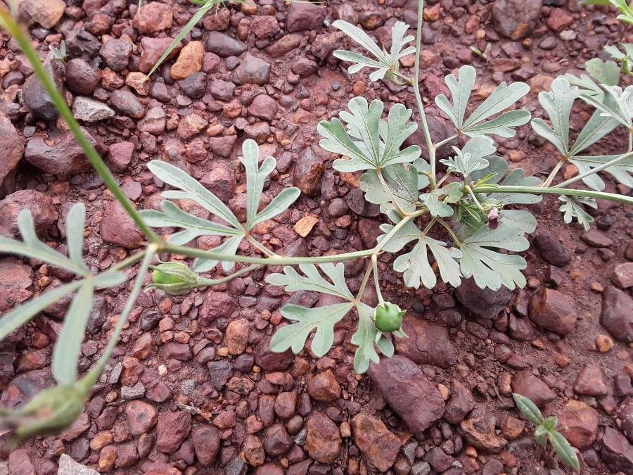 Cienfuegosia digitata fruit