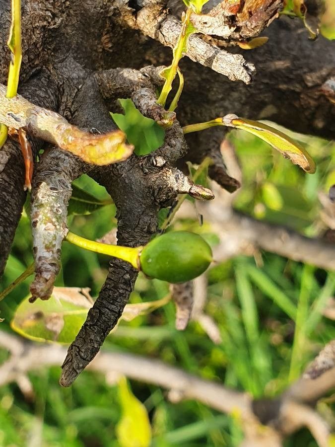 Manilkara mochisia fruit