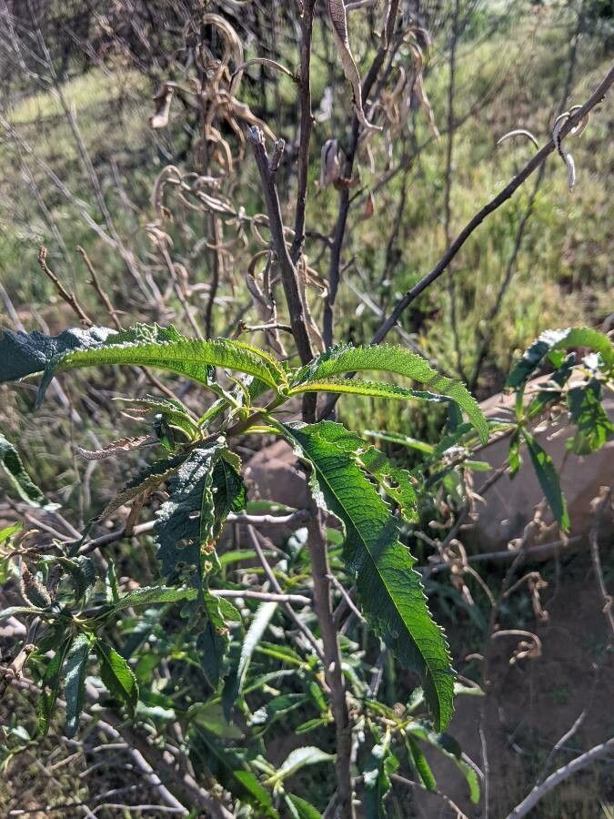 Eriodictyon crassifolium — search result for 'Boraginaceae'