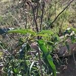 Eriodictyon crassifolium