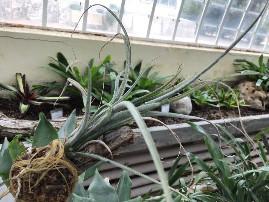 Tillandsia butzii leaf