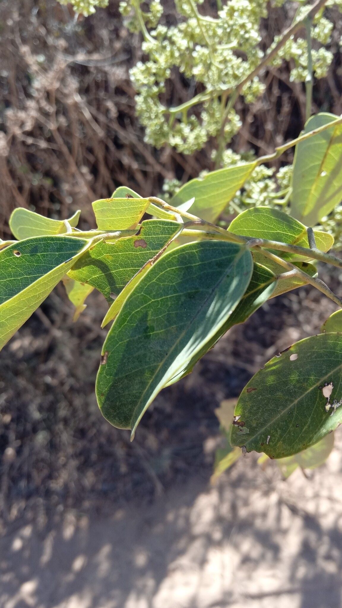 Dalbergia peltieri — houseplant care guide