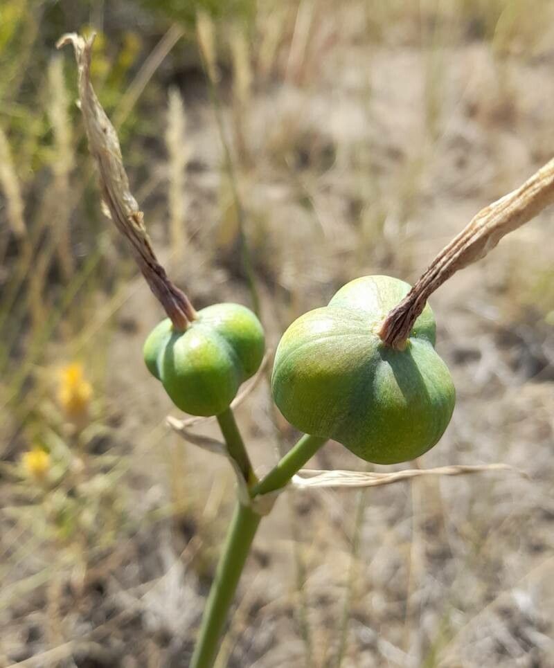 Zephyranthes gilliesiana fruit