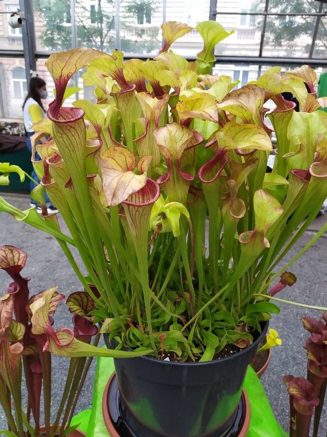 Sarracenia oreophila