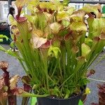 Sarracenia oreophila