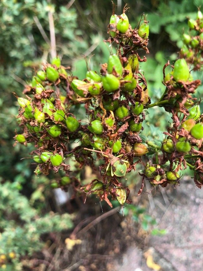 Hypericum hirsutum fruit