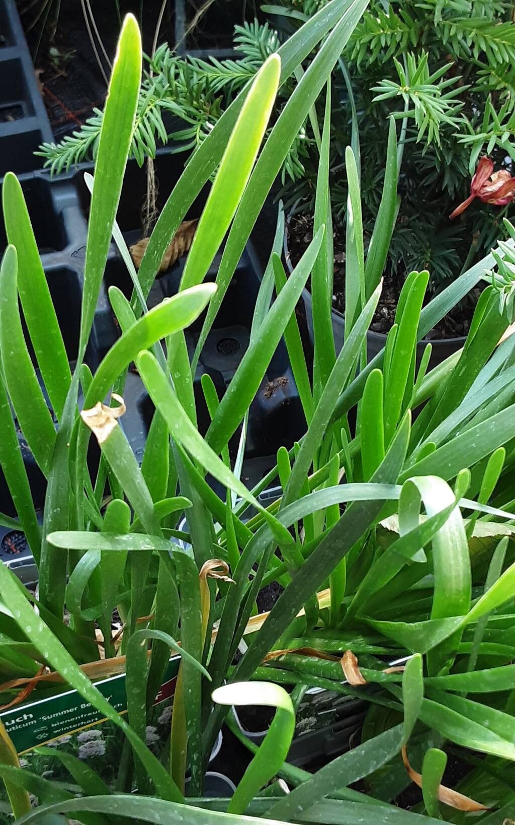 Allium tanguticum habit