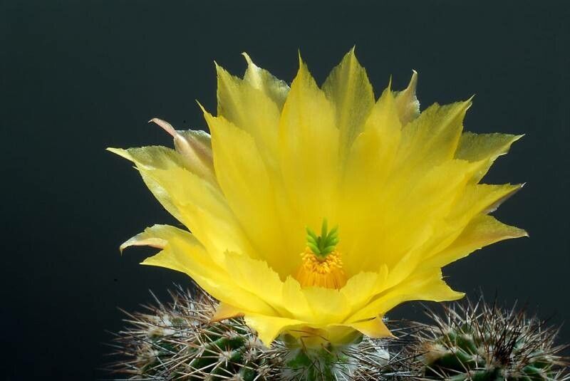 Echinocereus stolonifer — search result for 'Echinocereus'