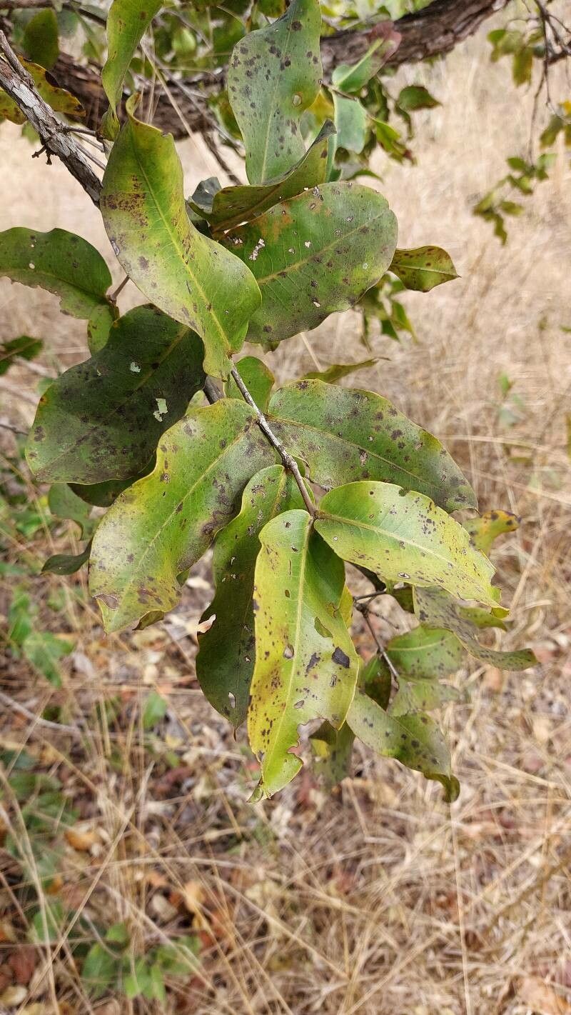 Mouriri elliptica — search result for 'Mouriri'