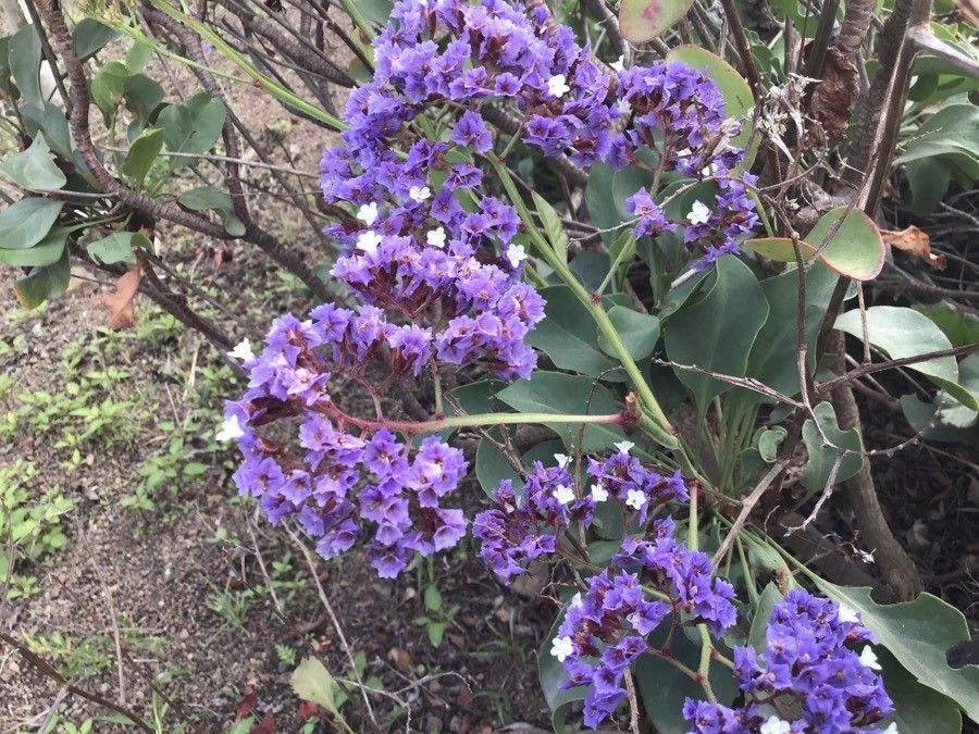 Limonium sventenii flower