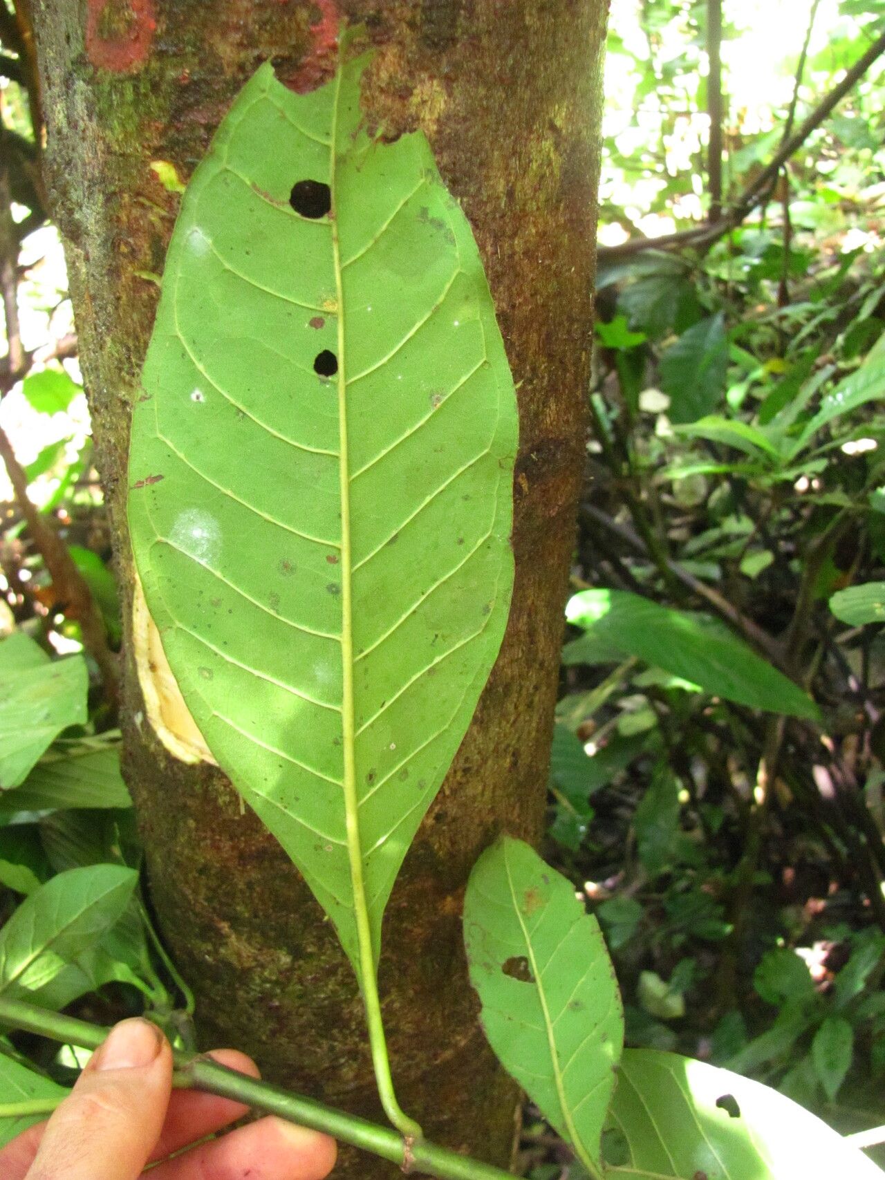 Psychotria gilletii — search result for 'Psychotria'