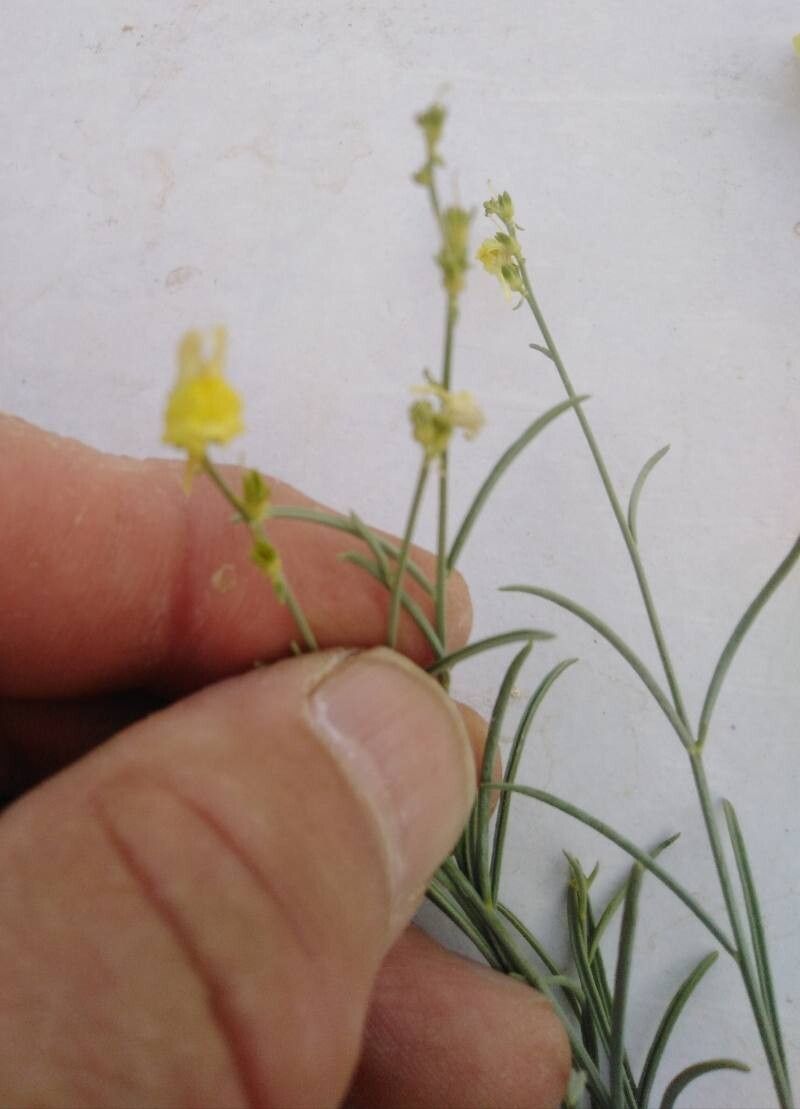 Linaria tenuis flower