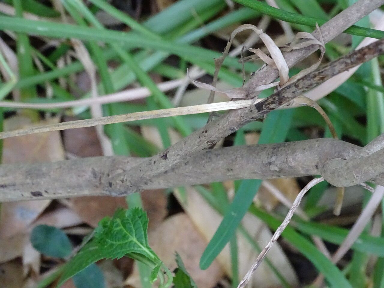 Stachytarpheta indica bark