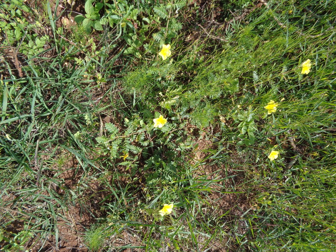 Tribulus zeyheri habit
