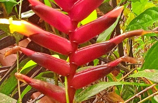 Vriesea gradata — houseplant care guide