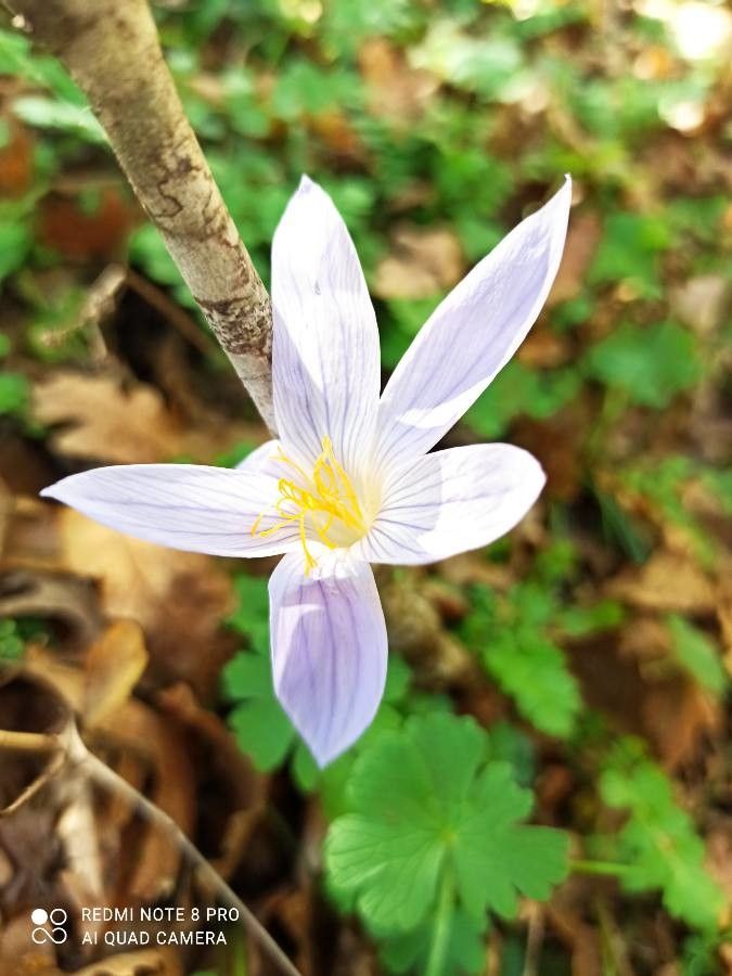 Colchicum alpinum other