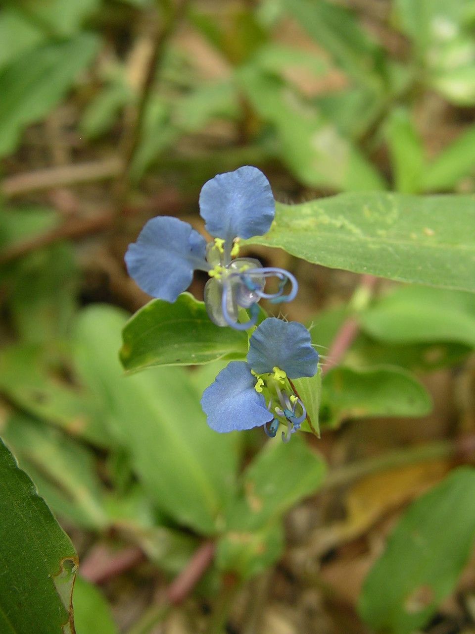 Commelina forsskaolii flower