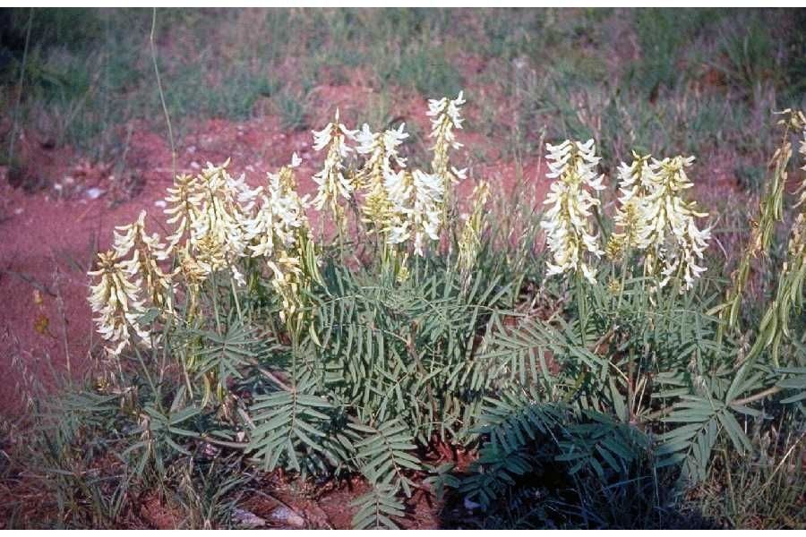 Astragalus racemosus habit