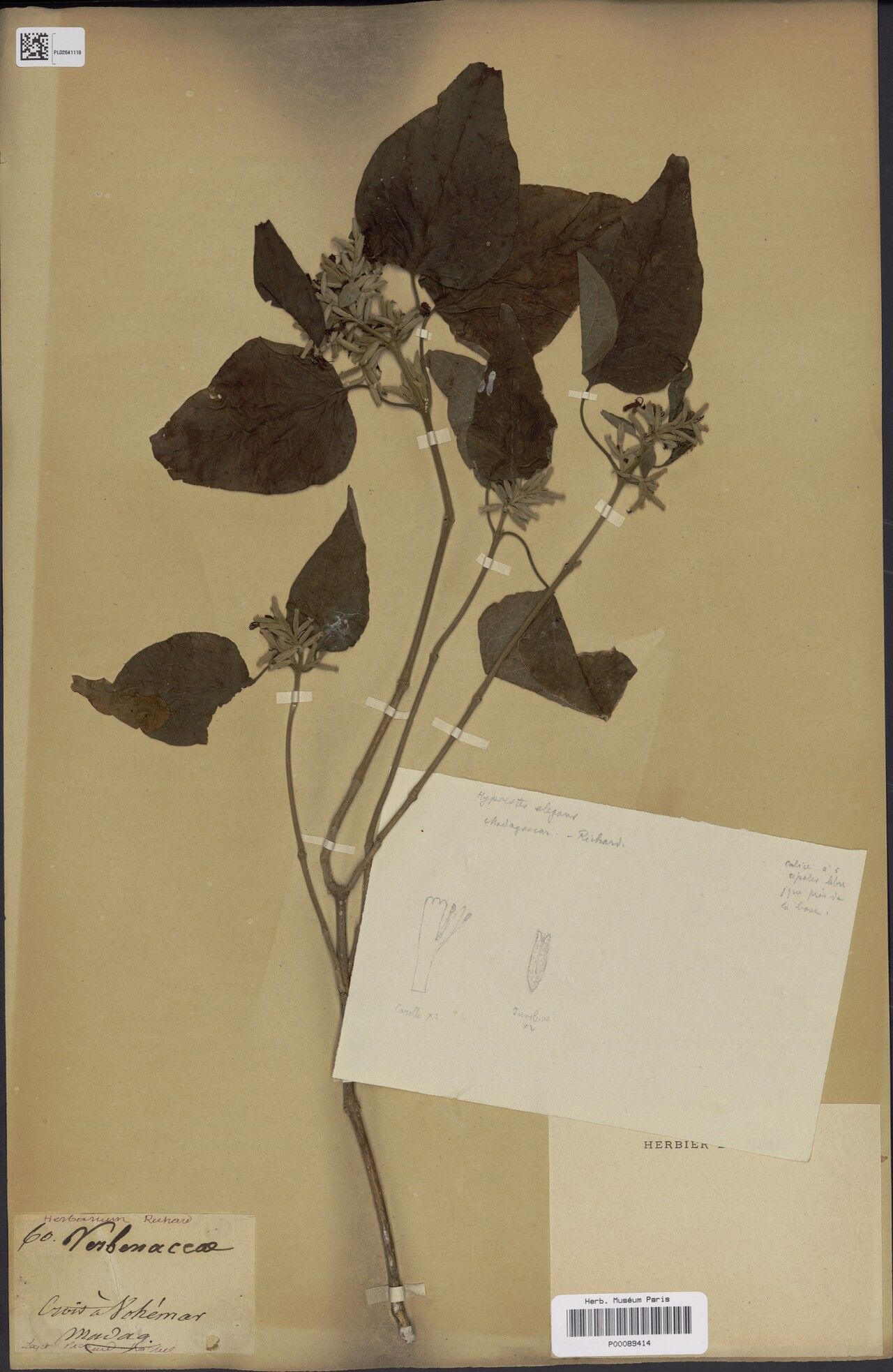 Hypoestes elegans — houseplant care guide