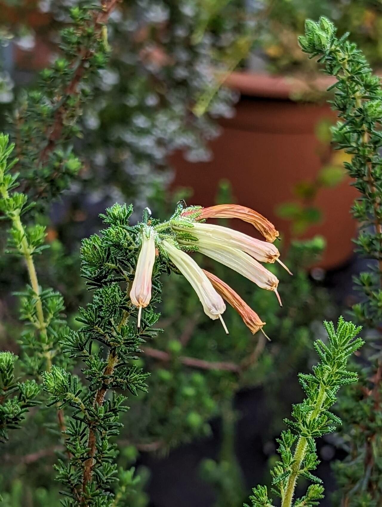 Erica glandulosa flower
