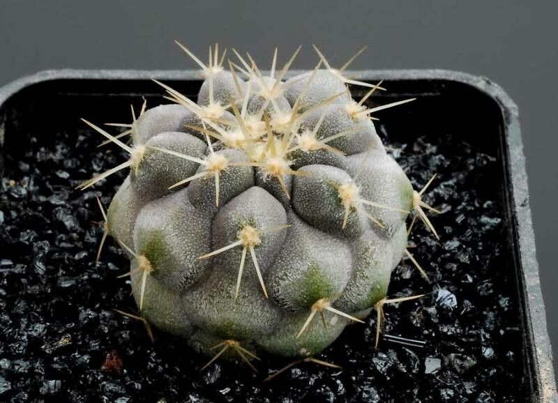 Copiapoa gigantea habit