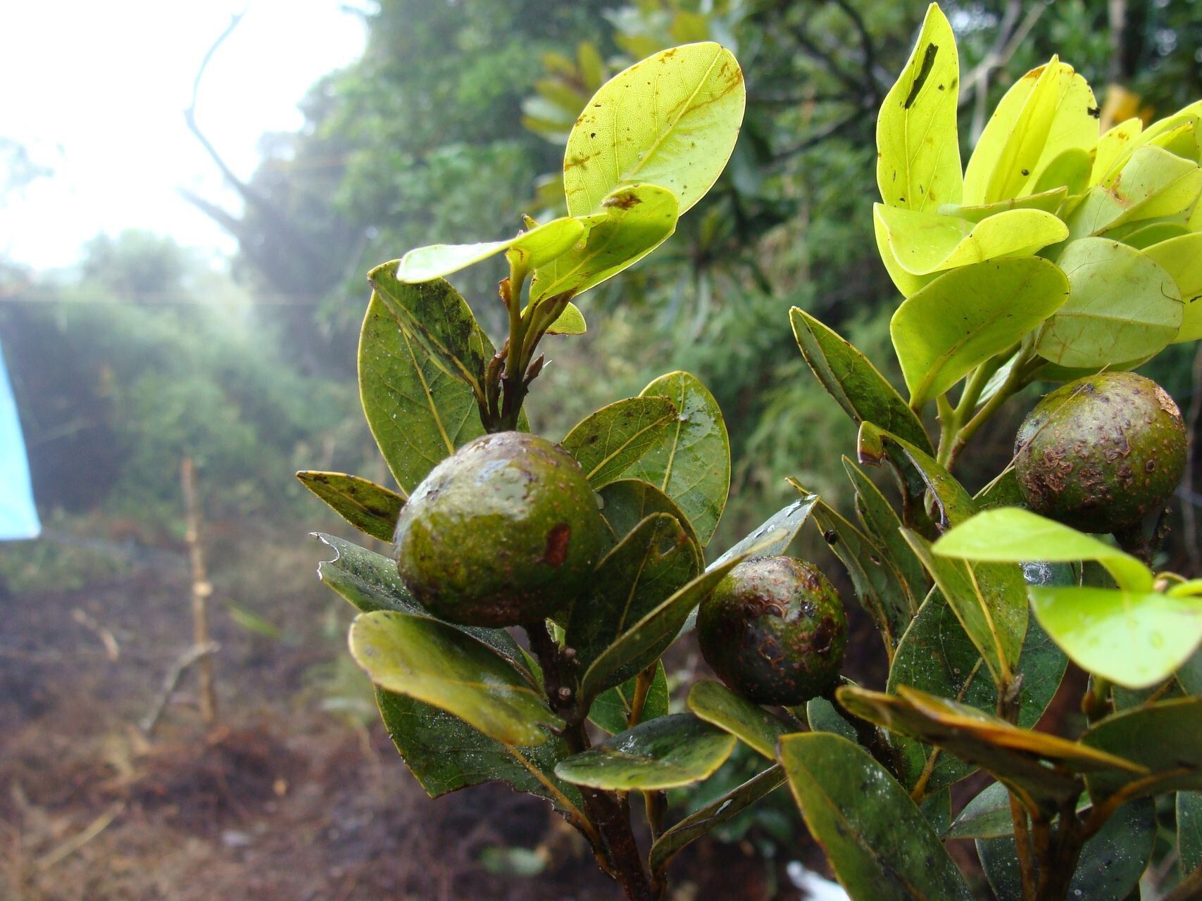 Cryptocarya adpressa fruit