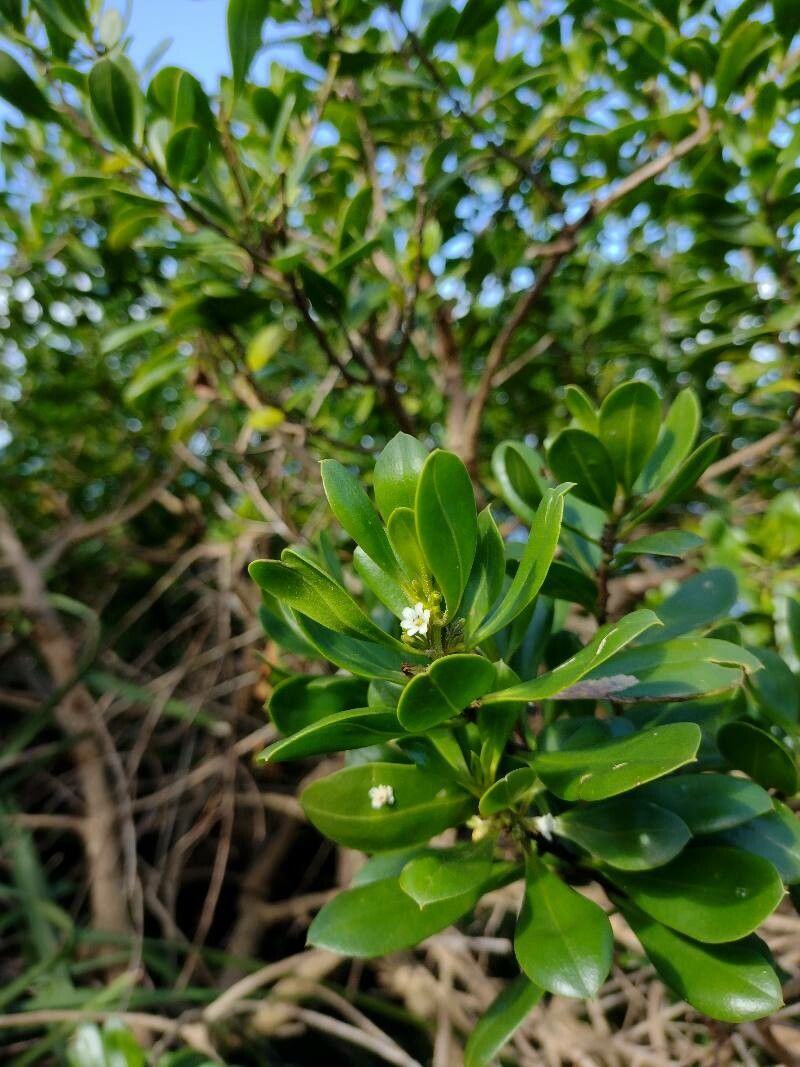 Myoporum boninense habit