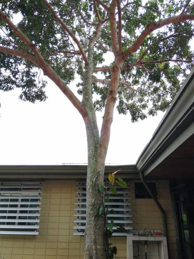 Cupania glabra habit