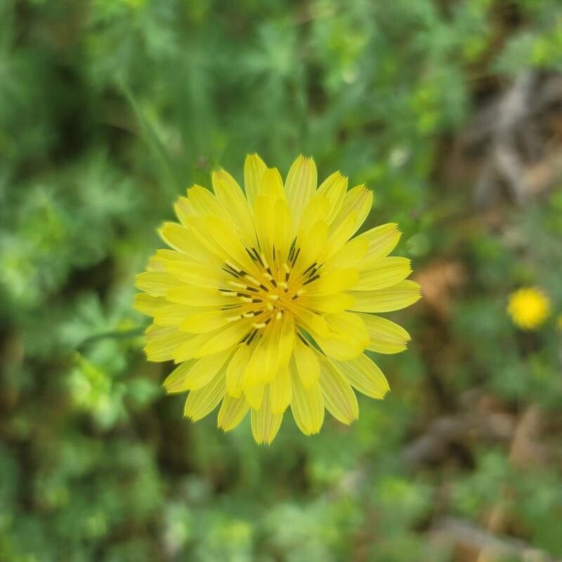 Pyrrhopappus carolinianus flower