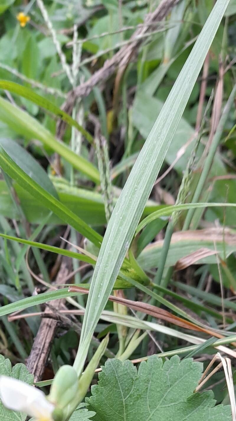 Eleutherine latifolia — related species from the same genus