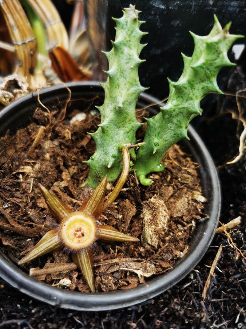 Orbea caudata — related species from the same genus